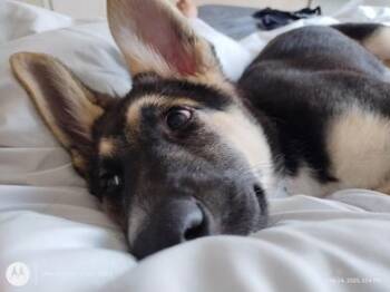 German Shepherd Dog Dogs Available for Adoption in Liverpool, Texas - Lulu  | PetCurious