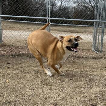 Grease -  Mixed Breed Dog for Adoption in Pauls Valley, Oklahoma - Grease | PetCurious