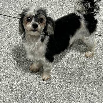 Ellie. 9.6 lbs -  Havanese Dog for Adoption in Antwerp, Ohio - Ellie. 9.6 Lbs | PetCurious