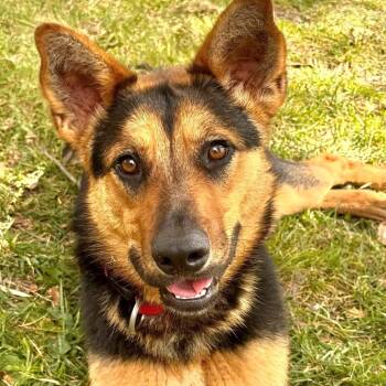 Cookie - Chino Hills Location -  German Shepherd Dog and Mixed Breed Dog for Adoption in Chino Hills, California - Cookie - Chino Hills Location | PetCurious