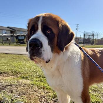 Clara -  Saint Bernard Dog for Adoption in Columbia, South Carolina - Clara | PetCurious