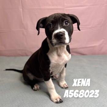Pit Bull Terrier and Mixed Breed Dogs Available for Adoption - XENA | PetCurious