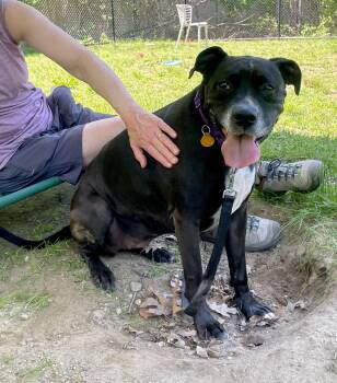 Bonnie -  Boxer and Black Labrador Retriever Dog for Adoption in Scituate, Massachusetts - Bonnie | PetCurious