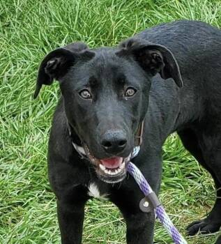 Hound and Labrador Retriever Dogs Available for Adoption - Norstar | PetCurious
