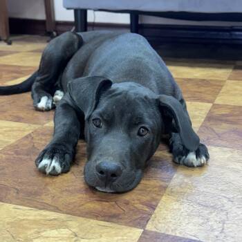 Floyd -  Black Labrador Retriever and Mixed Breed Dog for Adoption in Atlanta, Texas - Floyd | PetCurious