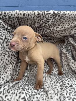 American Staffordshire Terrier Dogs Available for Adoption - Michelangelo | PetCurious