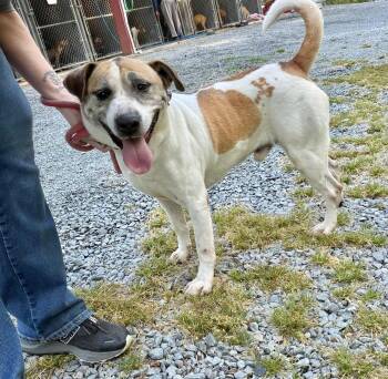Mixed Breed Dogs Available for Adoption in Elizabethtown, North Carolina - Elvis Dakota | PetCurious