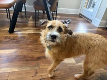 Terrier Dogs Available for Adoption - Honey | PetCurious