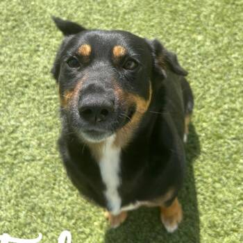 Mixed Breed Dogs Available for Adoption in Loxahatchee Groves, Florida - Tink 8517 | PetCurious