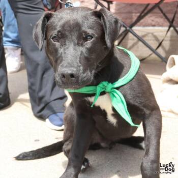 Australian Cattle Dog Blue Heeler and Retriever Dogs Available for Adoption in Washington, District Of Columbia - Ryder | PetCurious