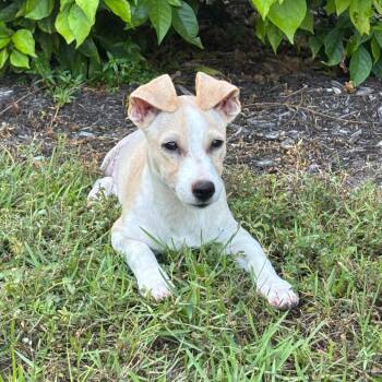Trinity -  Mixed Breed Dog for Adoption - Trinity | PetCurious