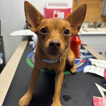 Ethel -  Chihuahua Dog for Adoption in Wahiawa, Hawaii - Ethel | PetCurious