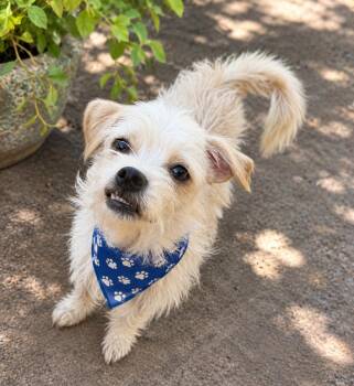 Gomez -  Maltese and Terrier Dog for Adoption in Phoenix, Arizona - Gomez | PetCurious