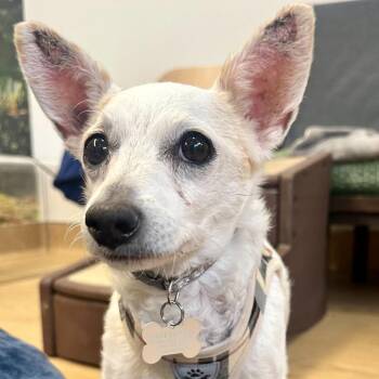 Chihuahua Dogs Available for Adoption - Mozzarella 13953 | PetCurious