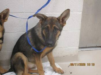 Olivia (85) -  Shepherd Dog for Adoption in Marietta, Georgia - Olivia (85) | PetCurious