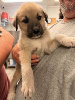 German Shepherd Dog and Great Pyrenees Dogs Available for Adoption in Bowling Green, Kentucky - Irwin | PetCurious