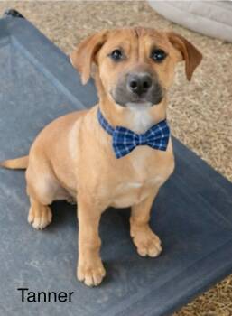 Labrador Retriever Dogs Available for Adoption - Tanner | PetCurious