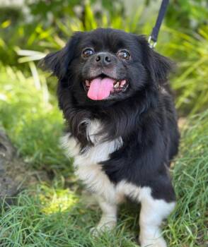 Tibetan Spaniel Dogs Available for Adoption in Palo Alto, California - Mansion | PetCurious