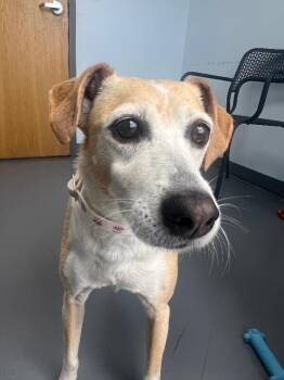 Jack Russell Terrier and Mixed Breed Dogs Available for Adoption in Roanoke, Virginia - Lacey | PetCurious