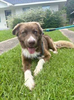 Rescue Australian Shepherd and Siberian Husky Dogs for Adoption in Houston, Texas - Dash | PetCurious
