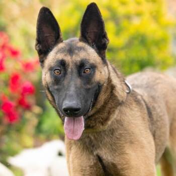 KATY PERRY -  Belgian Shepherd Malinois Dog Available for Adoption in Camarillo, California - KATY PERRY | PetCurious