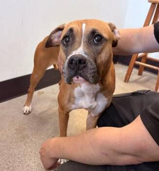 Netty -  Boxer Dog for Adoption in Cleveland, Ohio - Netty | PetCurious