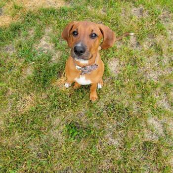 Francine -  Mixed Breed and Hound Dog for Adoption in West Olive, Michigan - Francine | PetCurious