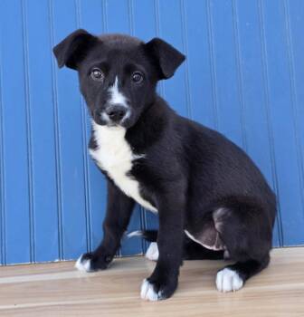 Border Collie and Labrador Retriever Dogs Available for Adoption in Sedalia, Colorado - Pansy Fka Synder | PetCurious