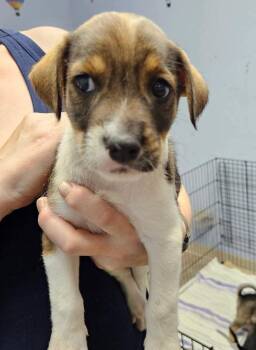 Noodles -  Hound and Terrier Dog for Adoption in Gilberts, Illinois - Noodles | PetCurious
