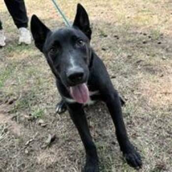 Kevin -  German Shepherd Dog and Mixed Breed Dog for Adoption in Tyler, Texas - Kevin | PetCurious