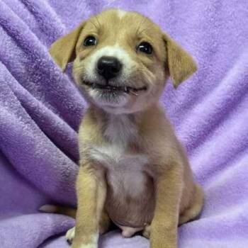 Bunty -  Labrador Retriever and Husky Dog for Adoption in Carencro, Louisiana - Bunty | PetCurious
