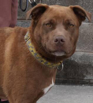 Chocolate Labrador Retriever Dogs Available for Adoption in Pottsville, Pennsylvania - Buddy  | PetCurious