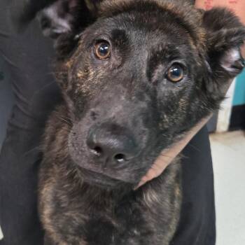 Bonnie -  Dutch Shepherd and Black Labrador Retriever Dog for Adoption in Lake Jackson, Texas - Bonnie | PetCurious