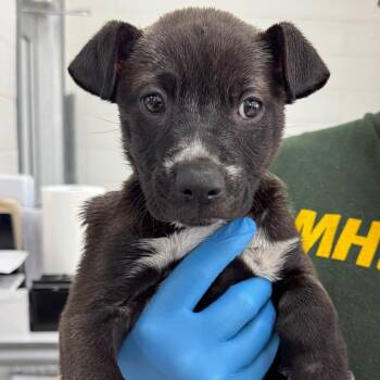 Terrier Dogs Available for Adoption - Salvaje | PetCurious