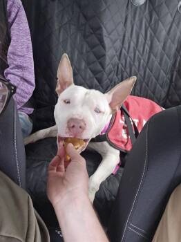 Pit Bull Terrier and Mixed Breed Dogs Available for Adoption in Indianapolis, Indiana - SOLOVINO | PetCurious