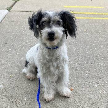 Ookie -  Mixed Breed Dog for Adoption in Skokie, Illinois - Ookie | PetCurious