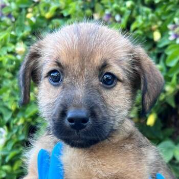 Tapas -  Terrier Dog Available for Adoption in Walnut Creek, California - Tapas | PetCurious