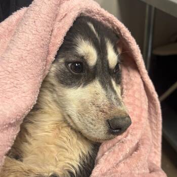 Husky and Mixed Breed Dogs Available for Adoption in Yuma, Arizona - Joey | PetCurious