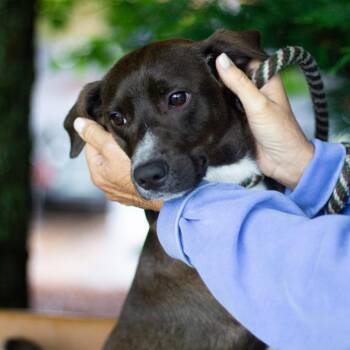 Labrador Retriever Dogs Available for Adoption in Cumming, Georgia - Grover 22280 | PetCurious