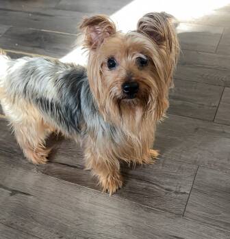 Silky Terrier Dogs Available for Adoption - Oz | PetCurious
