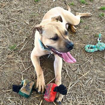 Fawn -  Mixed Breed Dog for Adoption in Chattanooga, Tennessee - Fawn | PetCurious