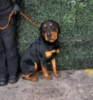 61297418 -  Rottweiler and Mixed Breed Dog for Adoption in El Paso, Texas - 61297418 | PetCurious