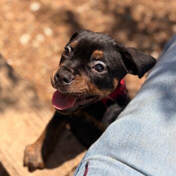 Bran -  Hound Dog for Adoption in Columbus, Georgia - Bran | PetCurious