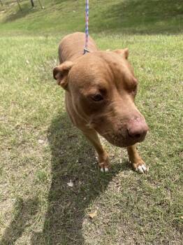 Mixed Breed Dogs Available for Adoption in Dallas, Texas - SEABREEZE | PetCurious