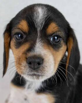 Beagle Dogs Available for Adoption in Kennesaw, Georgia - Linus | PetCurious