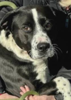 Mixed Breed Dogs Available for Adoption - Oreo | PetCurious