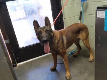 PISTACHIO -  Belgian Shepherd Malinois and Mixed Breed Dog for Adoption in Tulsa, Oklahoma - PISTACHIO | PetCurious