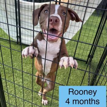 Pit Bull Terrier Dogs Available for Adoption in Tampa, Florida - Rooney | PetCurious