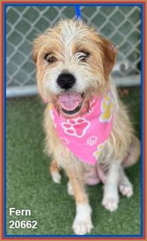 FERN (see also WILLOW) -  Terrier and Wheaten Terrier Dog for Adoption in Marietta, Georgia - FERN (see Also WILLOW) | PetCurious