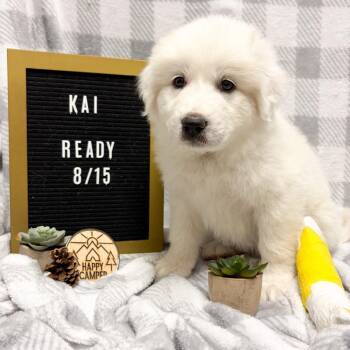 674G (2026) Kai -  Great Pyrenees and Mixed Breed Dog for Adoption in Parker, Colorado - 674G (2026) Kai | PetCurious